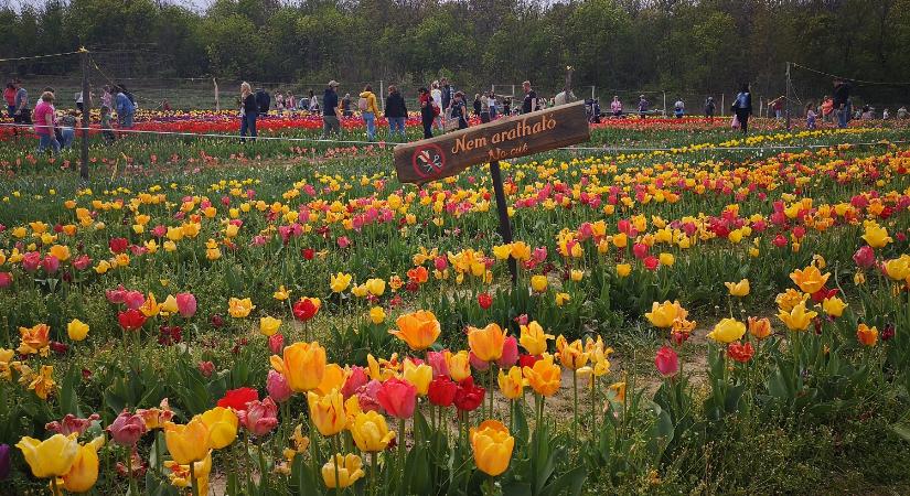 Új sétányokkal és félmillió tulipánnal indul nemsokára a kőröshegyi tulipánszüret