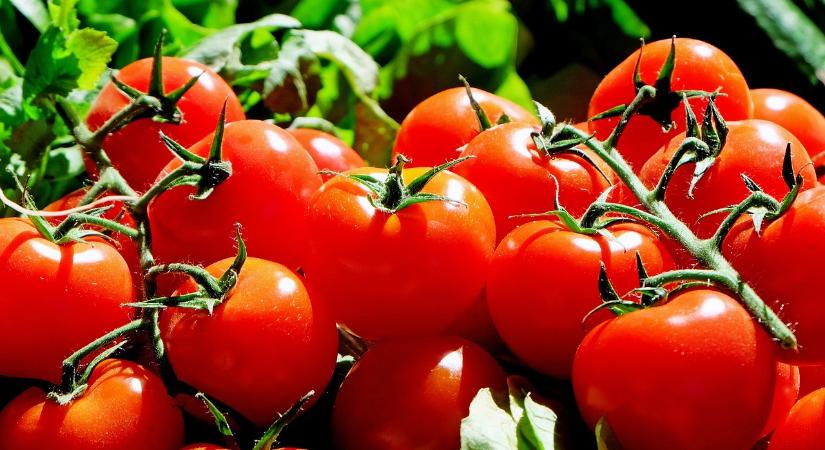 NAK-FruitVeB: az új vidékfejlesztési pályázatok ismét lendületet adhatnak az növényházi zöldségtermesztésben tervezett beruházásoknak