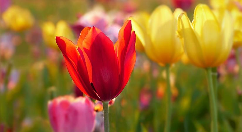 Tippek a tulipánok hosszabb virágzásáért