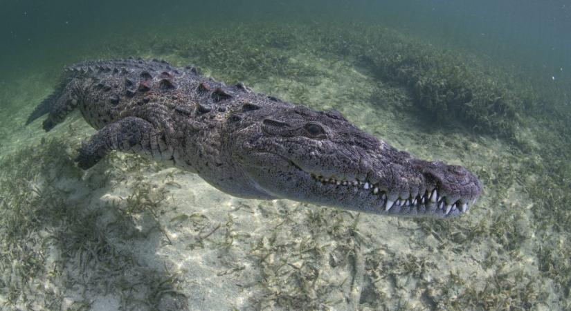 Krokodil harapta meg egy csónakázó férfi lábát