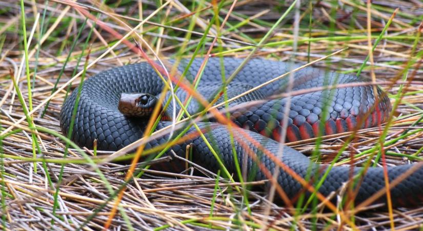 Bokán harapott egy mérges kígyó egy anyukát Ausztráliában