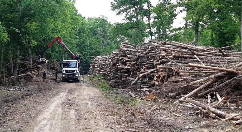 Megkönnyebbülhetnek az erdőtulajdonosok – egyszerűsödik a fakitermeléssel járó procedúra