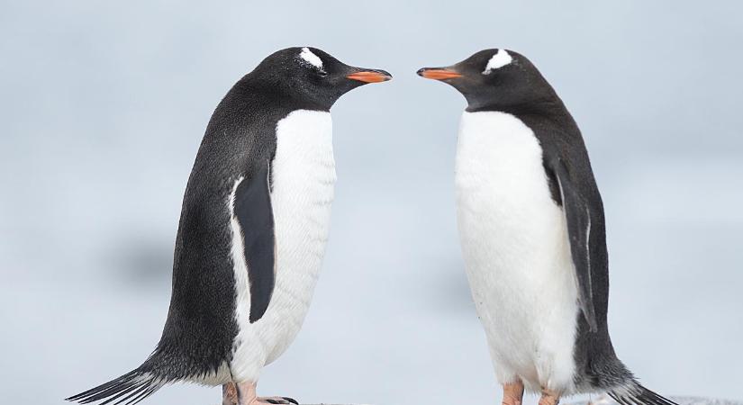 Karácsonyi filmekkel szoktatják vissza a pingvineket a látogatókhoz