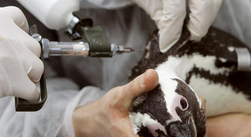 A madárinfluenza már a vadon élő pingvineket is megtámadta