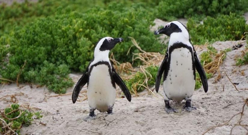 Élő videón szúrták ki, hogy egy pingvint műanyag szemét fojtogat