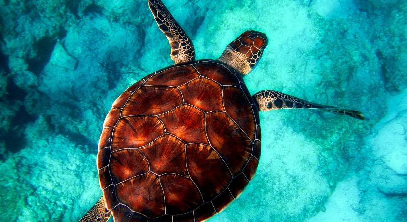 Nyolc gyereket ölt meg egy tengeri teknős