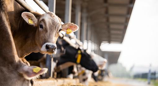 Az EP az ipar és a nagy állattartó gazdaságok szennyezésének csökkentéséről szóló rendeletet fogadott el