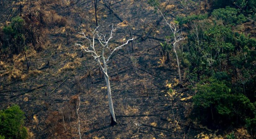 12 éve nem volt ekkora erdőirtás Brazília őserdőiben