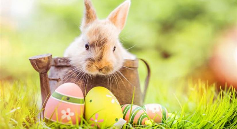 Végre egy jó hír! Harmadával olcsóbb lehet a húsvéti tojás tavalyhoz képest