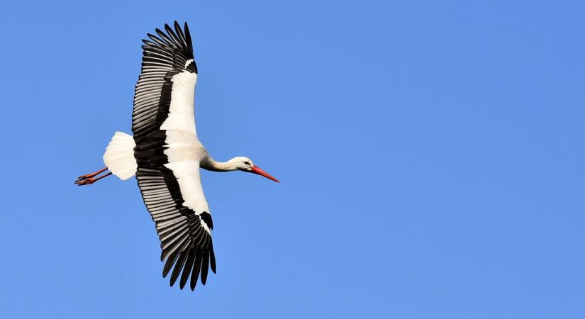Meggyógyultak a Hortobágyi Madárpark gólyái