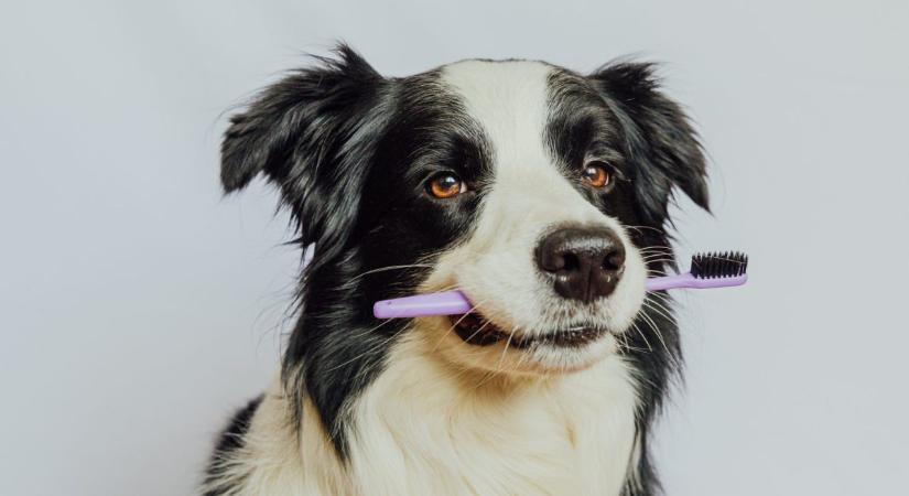 Videón a kutya, akinél viccesebben senki sem reagál a fogmosásra