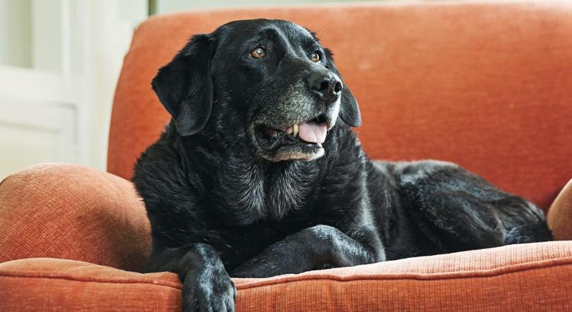 Az idős kutyák 7 legjellemzőbb egészségügyi problémája