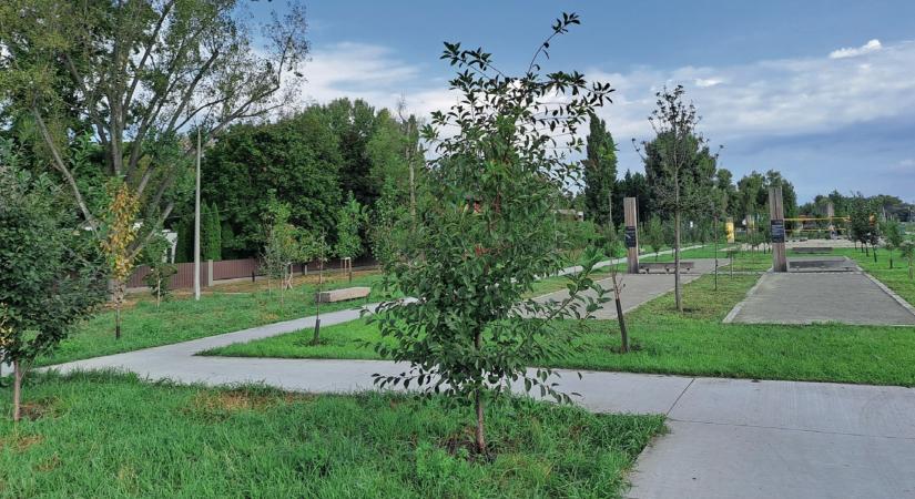 Többek közt az utcák zöldítésével javítják a fővárosiak egészségét