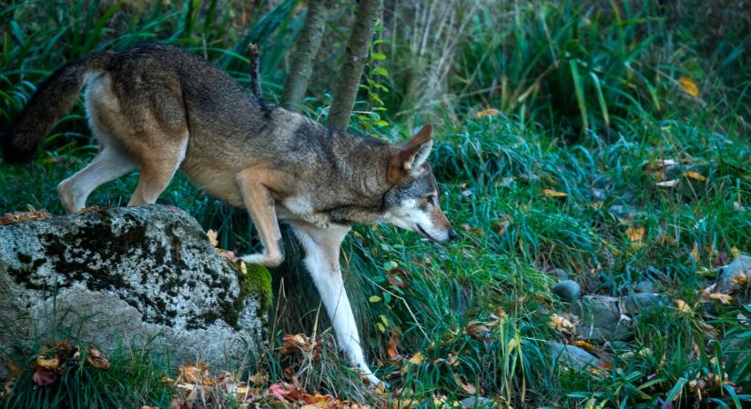 6 érdekesség a vörös farkasról: a legveszélyeztetettebb kutyaféle és a legritkább emlős