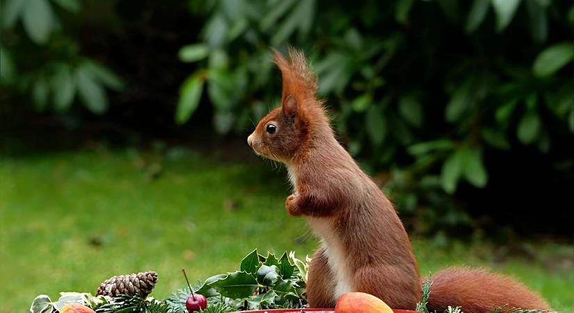 Így cumizik az apró balatoni mókus, akit egy 84 éves nő mentett meg