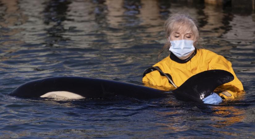 Delfineken végzett kutatásból derült ki, miért alakulhatott ki a menopauza az embereknél