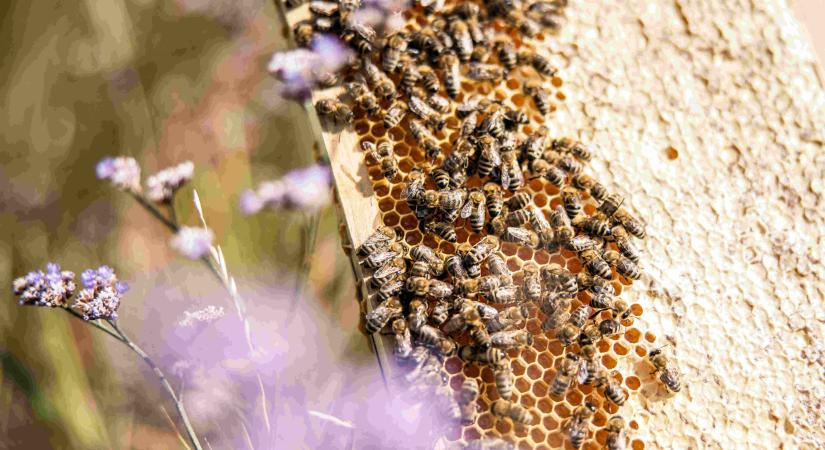 5 élelmiszer, ami eltűnne a méhek nélkül