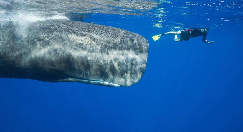 Homoszexuális bálnákat kaptak rajta közösülés közben, ilyenre még nem volt példa soha az életben