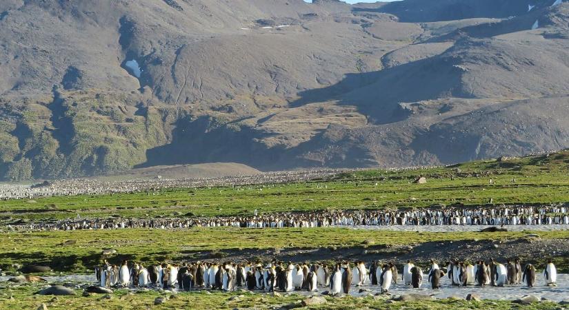 A pingvineket is elérte a madárinfluenza