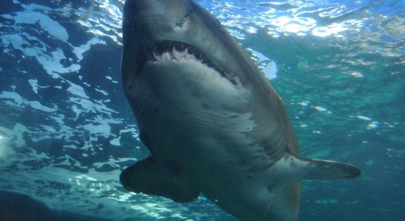 Kevesek aggódnak a sorsuk miatt, pedig évente 80 millió cápát ölnek meg