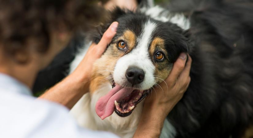 Videón, ahogy a szolgálati kutya segít eszméletlen gazdájának