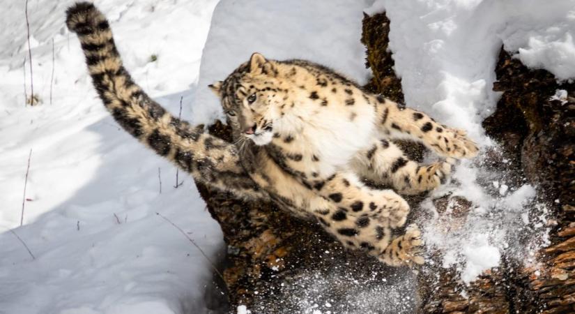 Vérfagyasztó videón a hópárduc kegyetlen vadászata