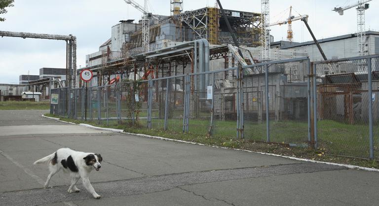 Rejtély a zónában: kivédik a sugárzás életveszélyes hatásait a csernobili férgek