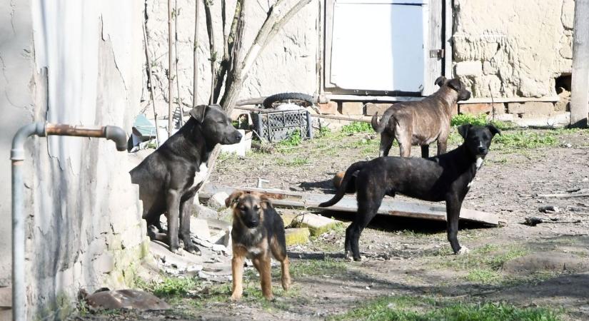 Ötven kutya tetemét rejtette a rögtönzött ebtelep hűtője Újszilváson