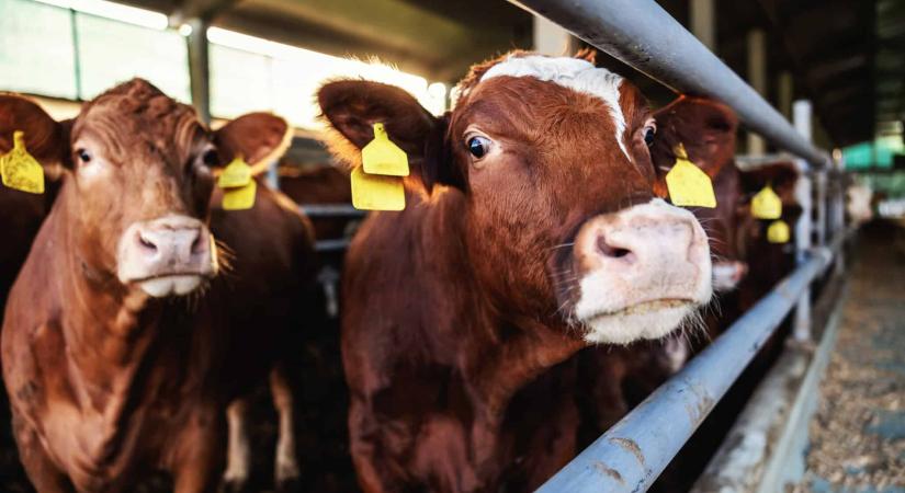 Egyre kevesebb marhahúsra fáj a csúcsfogyasztó argentinok foga