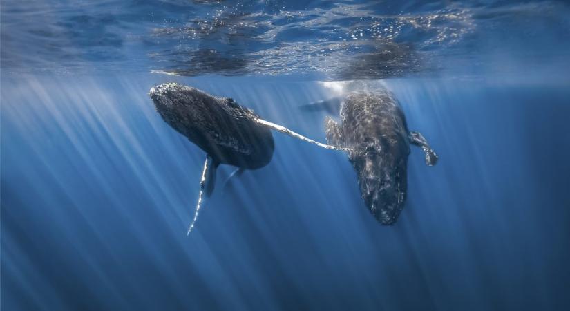 Több ezer bálna pusztult éhen néhány év alatt