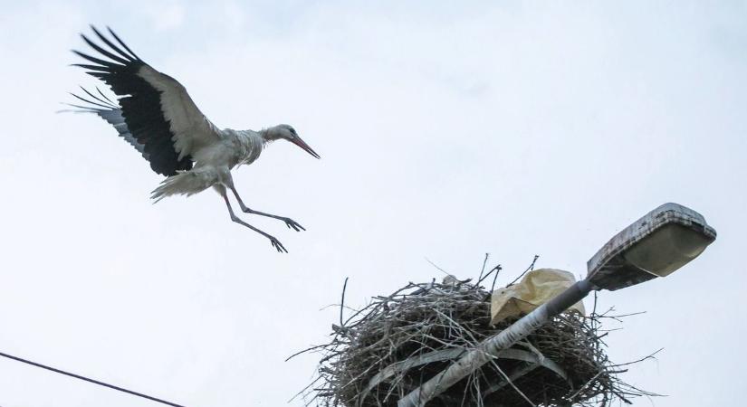 Megérkezett az első gólya Besenyszögre is – videóval