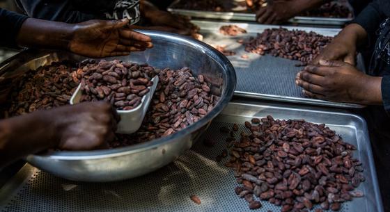Globális csokoládéválság fenyeget a kakaóhiány miatt