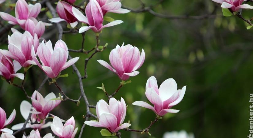 Az 51 legszebb tavasz elején virágzó fa és cserje