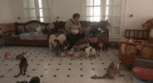 „Életcélom, hogy megmentsem az összes macskát Tunéziában” – egy 42 éves asszony 400 cicával él egy fedél alatt