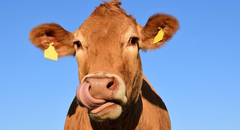 Az egész világot elláthatná inzulinnal egy nagy csorda génmódosított tehén teje