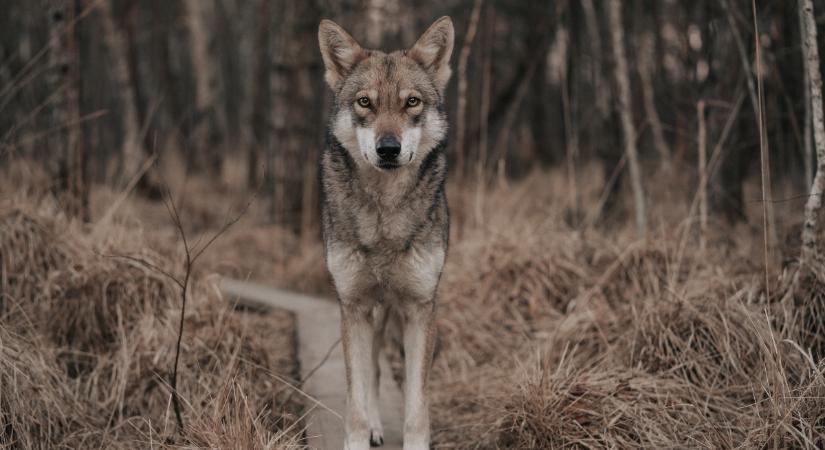 4 kutyafajta, amely megszólalásig hasonlít a farkasokhoz