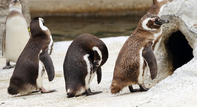 Cuki videó: így nézik a karácsonyi filmeket az állatkerti pingvinek