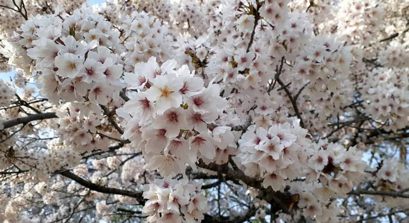 A népek barátságát is szimbolizálja Kína tradicionális Cseresznyevirág Fesztiválja