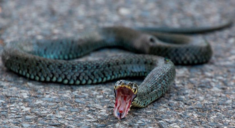 Elképesztő, mit művelnek ezek a bátor tacsik a hatalmas kígyóval (videó)