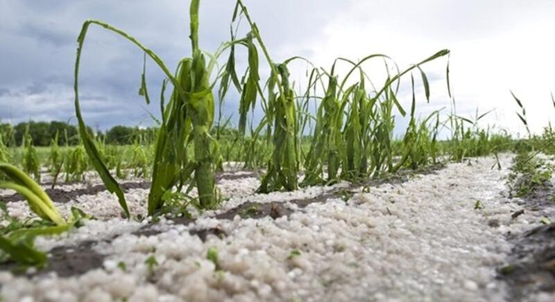 A tavaszi fagy és a jégeső okozta idén a növénykárok 87%-át
