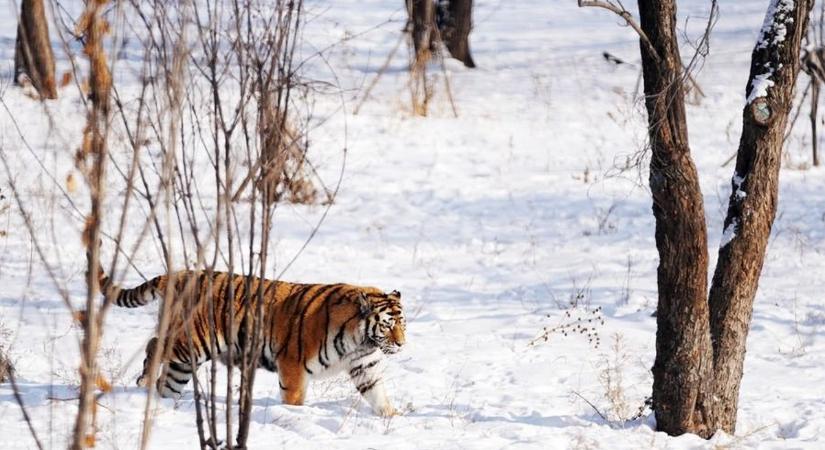 Kínai-orosz együttműködés született a szibériai tigrisek védelmében