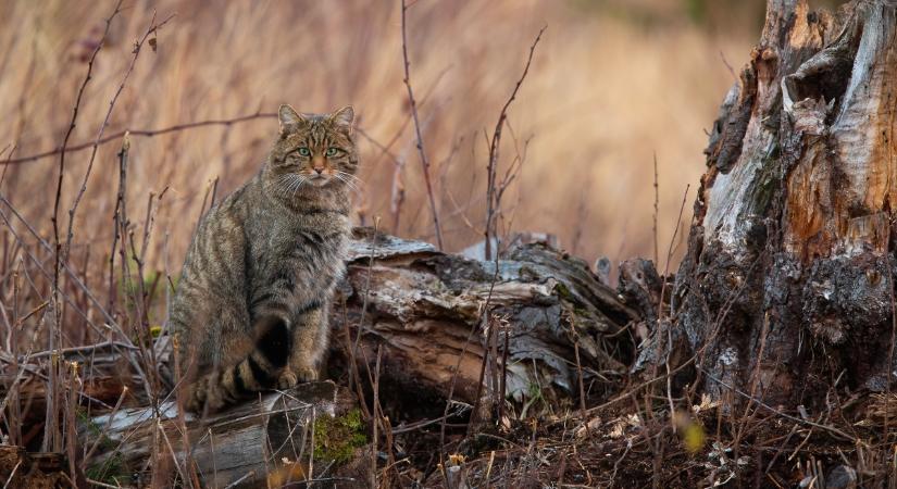 Macskatartóként így segíthetsz egy veszélyeztetett hazai vadállaton