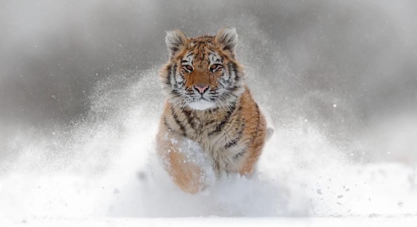 Visszahozzák a szibériai tigriseket a kihalás széléről