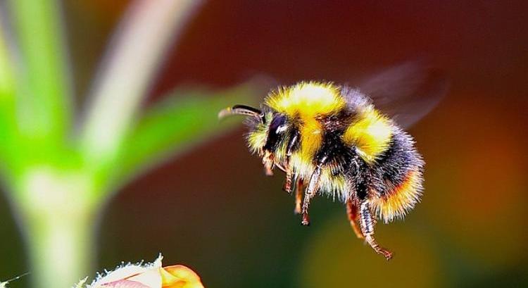A méhek újabb hihetetlen képességére derült fény VIDEÓ