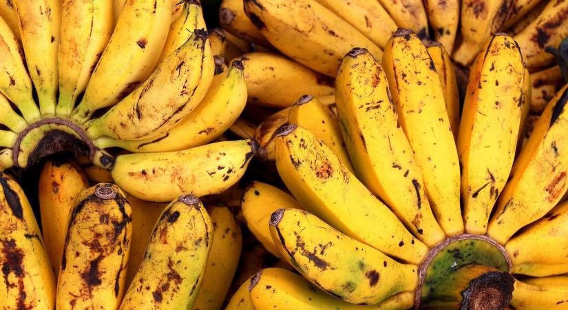 A banántermesztés globális kihívásokkal küzd