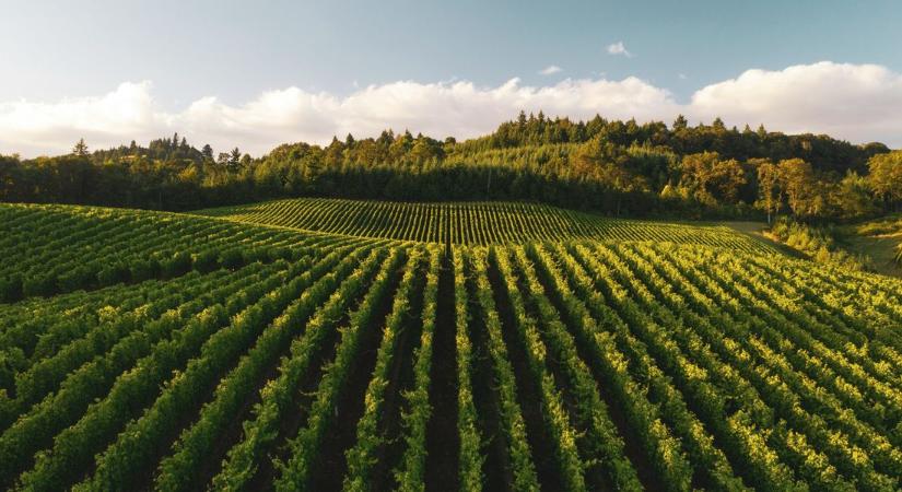 Egy évszázad a szőlő-bor ágazatért