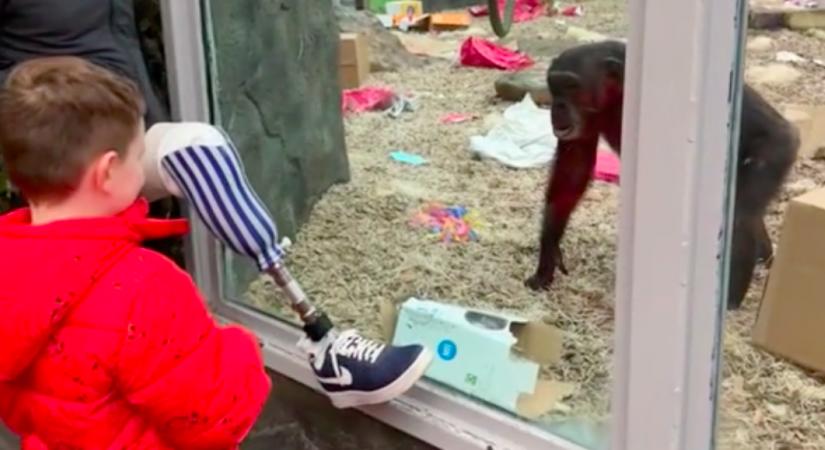 Megmutatta a majmoknak a lábprotézisét az állatkerten: a reakciójuk milliókat hoz lázba - Videó
