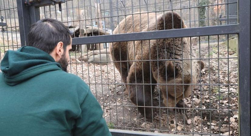 Integetve köszöntötte a látogatókat a pécsi medve (videó)