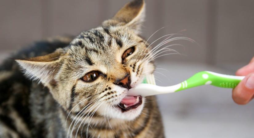 Meg kell mosni a macska fogát? Állatorvost kérdeztünk