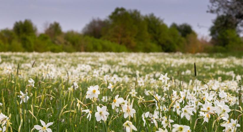 A veszélyes természet évszaka: mérgező tavaszi virágokat mutatunk